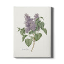 Canvas Syringa vulgaris