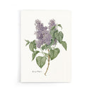 Poster Syringa vulgaris