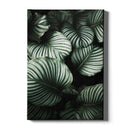 Planten poster