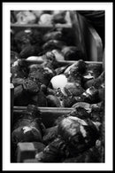 Tulip Roots - Walljar