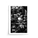 Tulip Roots - Walljar