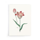 Poster Tulipa II