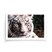 Dieren poster