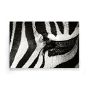 Zebra poster